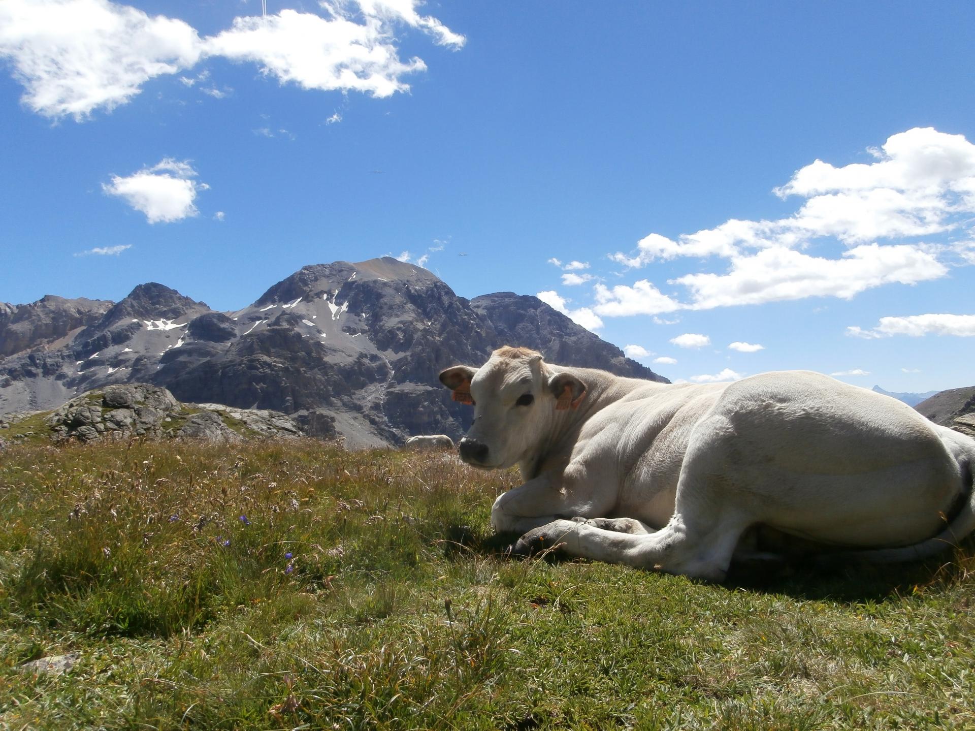  Mont Thabor 