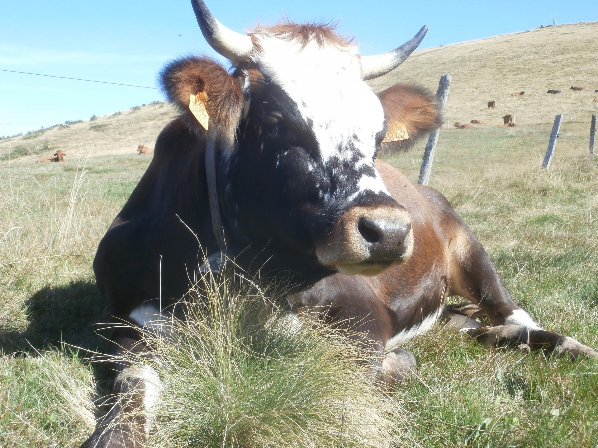 Vache (Petit Ballon)