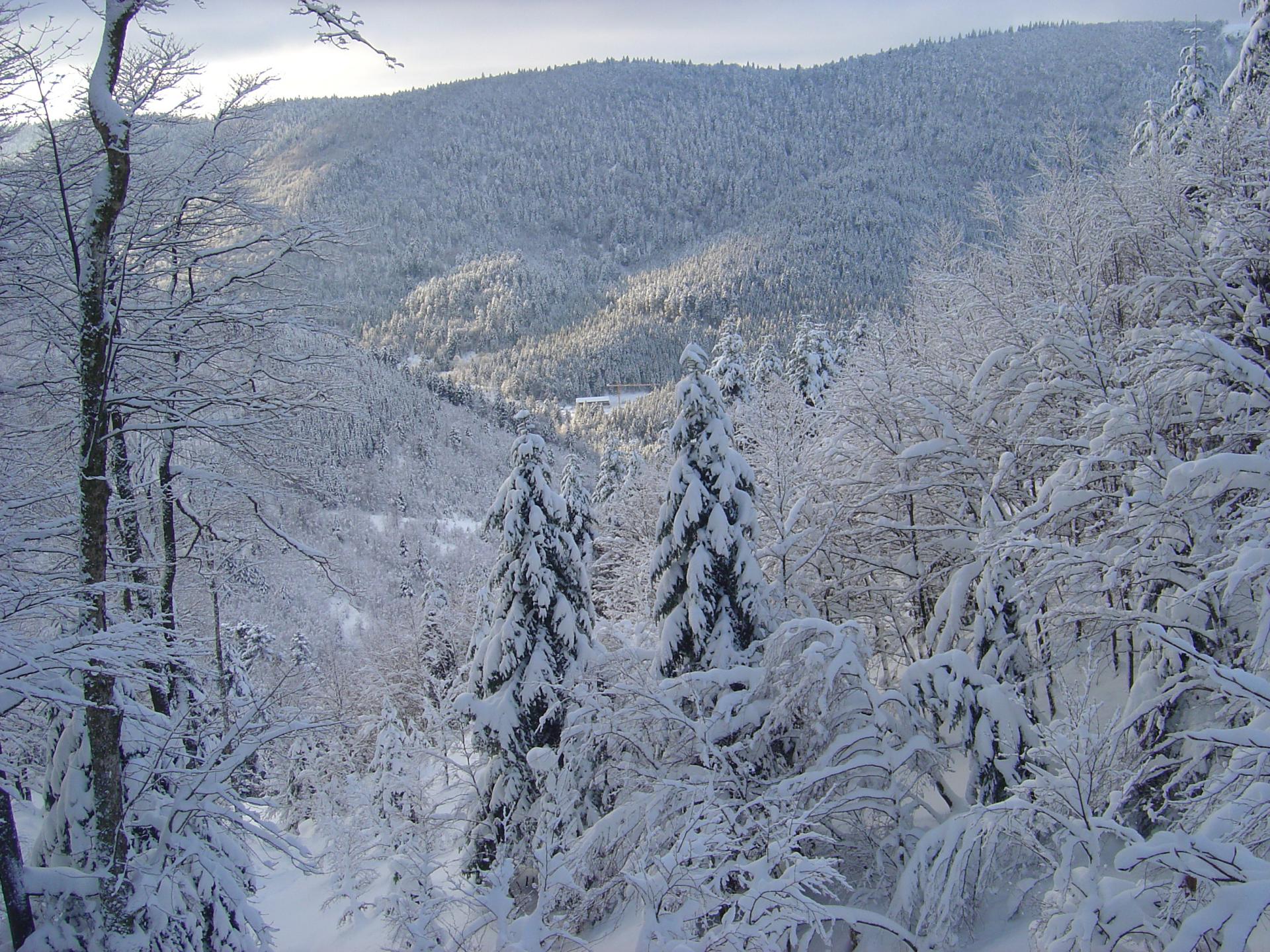 Vosges enneigées