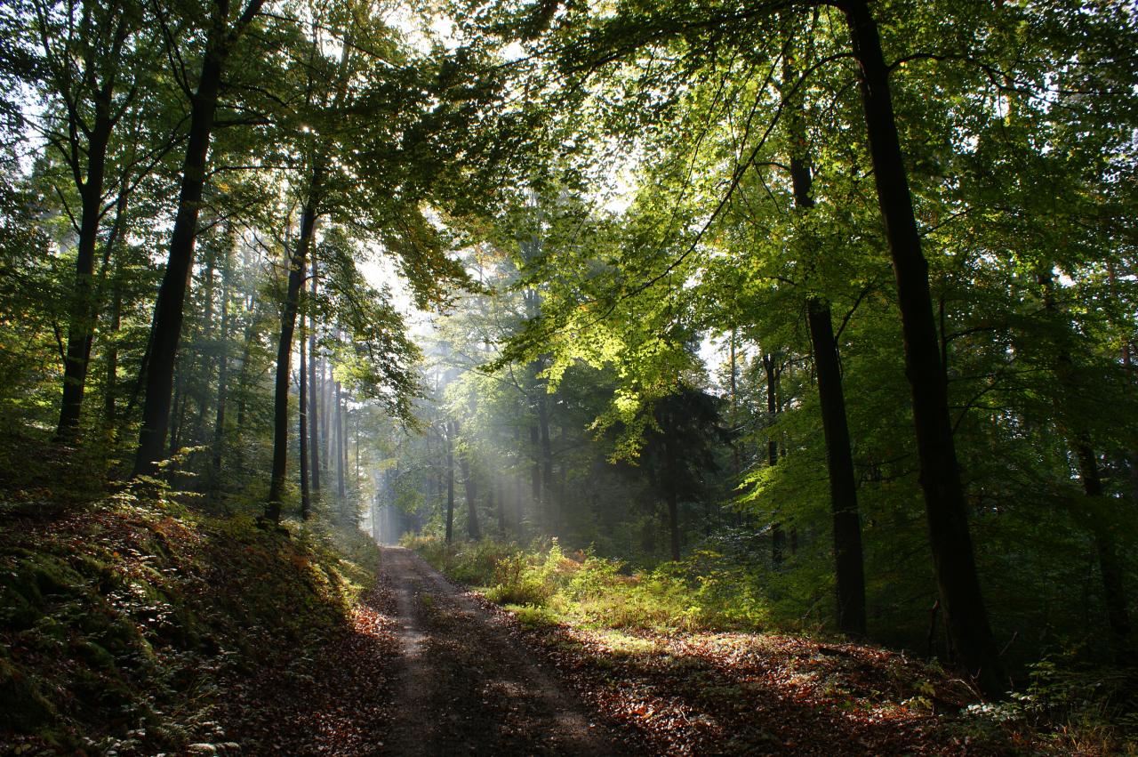 Sous-bois (Alsace)