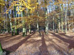ARBRES & OMBRES.JPG